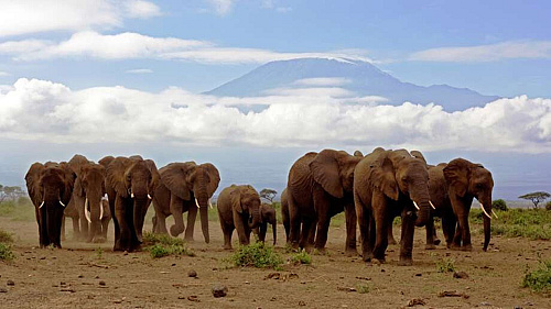 Auf Safari durch Kenia